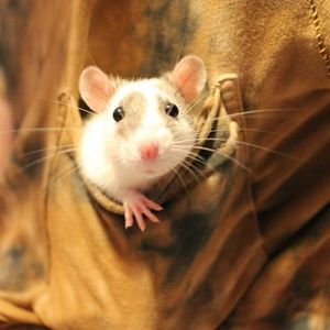 Meet your Posher, Mickey